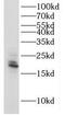 Interleukin 3 antibody, FNab04268, FineTest, Western Blot image 