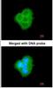 BCL2 Like 10 antibody, NBP1-31681, Novus Biologicals, Immunofluorescence image 