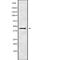 Testis-specific serine/threonine-protein kinase 1 antibody, PA5-67709, Invitrogen Antibodies, Western Blot image 