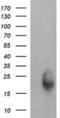 RAB30, Member RAS Oncogene Family antibody, MA5-26112, Invitrogen Antibodies, Western Blot image 