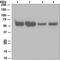 Caspase 8 antibody, GTX63075, GeneTex, Western Blot image 