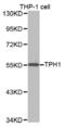 Tryptophan Hydroxylase 1 antibody, abx001320, Abbexa, Western Blot image 
