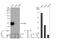 E74 Like ETS Transcription Factor 3 antibody, GTX100250, GeneTex, Western Blot image 