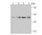 WD Repeat Domain 5 antibody, A01910-2, Boster Biological Technology, Western Blot image 