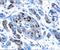 Pancreatic And Duodenal Homeobox 1 antibody, AF2419, R&D Systems, Immunohistochemistry paraffin image 