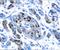 IPF1 antibody, AF2419, R&D Systems, Immunohistochemistry paraffin image 