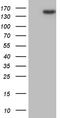 Toll Like Receptor 8 antibody, LS-C792377, Lifespan Biosciences, Western Blot image 