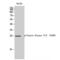 Casein Kinase 2 Beta antibody, LS-C381322, Lifespan Biosciences, Western Blot image 