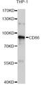 CD86 antibody, MBS126270, MyBioSource, Western Blot image 