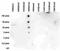 Histone Cluster 4 H4 antibody, CI1050, Boster Biological Technology, Dot Blot image 