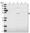 Solute Carrier Family 10 Member 5 antibody, PA5-55279, Invitrogen Antibodies, Western Blot image 
