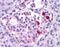 Gastric inhibitory polypeptide receptor antibody, NLS1251, Novus Biologicals, Immunohistochemistry paraffin image 