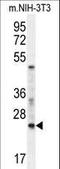 RAN, Member RAS Oncogene Family antibody, LS-C162426, Lifespan Biosciences, Western Blot image 