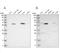 Oval Cell Marker antibody, NBP1-86614, Novus Biologicals, Western Blot image 