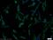 Nicastrin antibody, 14071-1-AP, Proteintech Group, Immunofluorescence image 