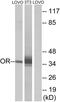 Olfactory Receptor Family 4 Subfamily D Member 6 antibody, GTX87844, GeneTex, Western Blot image 