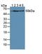 Hypoxanthine Phosphoribosyltransferase 1 antibody, LS-C294548, Lifespan Biosciences, Western Blot image 
