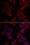 mAR-1 antibody, abx004931, Abbexa, Western Blot image 