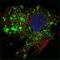 BCL10 Immune Signaling Adaptor antibody, NBP1-51524, Novus Biologicals, Immunofluorescence image 