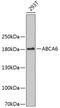 ATP Binding Cassette Subfamily A Member 6 antibody, GTX30015, GeneTex, Western Blot image 
