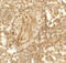 Lysine Demethylase 1A antibody, LS-C358491, Lifespan Biosciences, Immunohistochemistry paraffin image 