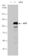 WW Domain Containing E3 Ubiquitin Protein Ligase 2 antibody, GTX129863, GeneTex, Western Blot image 