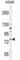 mFz6 antibody, abx026033, Abbexa, Western Blot image 