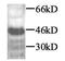 Neurofilament Light antibody, GTX45121, GeneTex, Western Blot image 