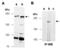 Tet Methylcytosine Dioxygenase 1 antibody, M1084-1, Abiocode, Western Blot image 