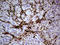 Transglutaminase 2 antibody, LS-C791943, Lifespan Biosciences, Immunohistochemistry paraffin image 