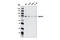 Spartin antibody, 13520S, Cell Signaling Technology, Western Blot image 