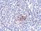 Interleukin 33 antibody, PM-5039, ProSci, Immunohistochemistry paraffin image 