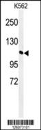 GTF2I Repeat Domain Containing 2 antibody, 61-726, ProSci, Western Blot image 