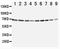 Annexin A6 antibody, PA1436, Boster Biological Technology, Western Blot image 