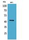 Actin Alpha Cardiac Muscle 1 antibody, A03744, Boster Biological Technology, Western Blot image 