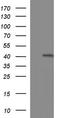 Thioredoxin domain-containing protein 5 antibody, CF507281, Origene, Western Blot image 