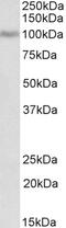 Bcl2-L-5 antibody, 43-369, ProSci, Western Blot image 