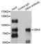 Chromobox 4 antibody, LS-C746844, Lifespan Biosciences, Immunoprecipitation image 