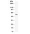 Nucleobindin 2 antibody, R32171, NSJ Bioreagents, Western Blot image 