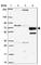 Homeobox protein cut-like 1 antibody, HPA003317, Atlas Antibodies, Western Blot image 