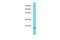 Mitochondrial Ribosomal Protein L48 antibody, PA5-70246, Invitrogen Antibodies, Western Blot image 