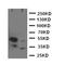Histone Deacetylase 8 antibody, orb76105, Biorbyt, Western Blot image 
