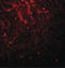 Lin-28 Homolog A antibody, LS-B5073, Lifespan Biosciences, Immunofluorescence image 