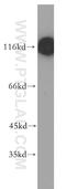 Mitogen-Activated Protein Kinase Kinase Kinase 10 antibody, 19974-1-AP, Proteintech Group, Western Blot image 