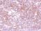 Gamma-Aminobutyric Acid Type A Receptor Alpha5 Subunit antibody, NBP2-16567, Novus Biologicals, Immunohistochemistry paraffin image 
