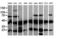 Mitogen-Activated Protein Kinase Kinase 1 antibody, LS-C174508, Lifespan Biosciences, Western Blot image 