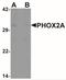 Paired Like Homeobox 2A antibody, NBP2-41169, Novus Biologicals, Western Blot image 