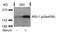 Insulin Receptor Substrate 1 antibody, PA5-37613, Invitrogen Antibodies, Western Blot image 