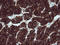 B And T Lymphocyte Associated antibody, LS-C174369, Lifespan Biosciences, Immunohistochemistry paraffin image 