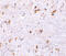 Programmed Cell Death 4 antibody, 3975, ProSci, Immunohistochemistry frozen image 